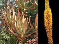 Aloe castanea nfl. Dscf4136.jpg